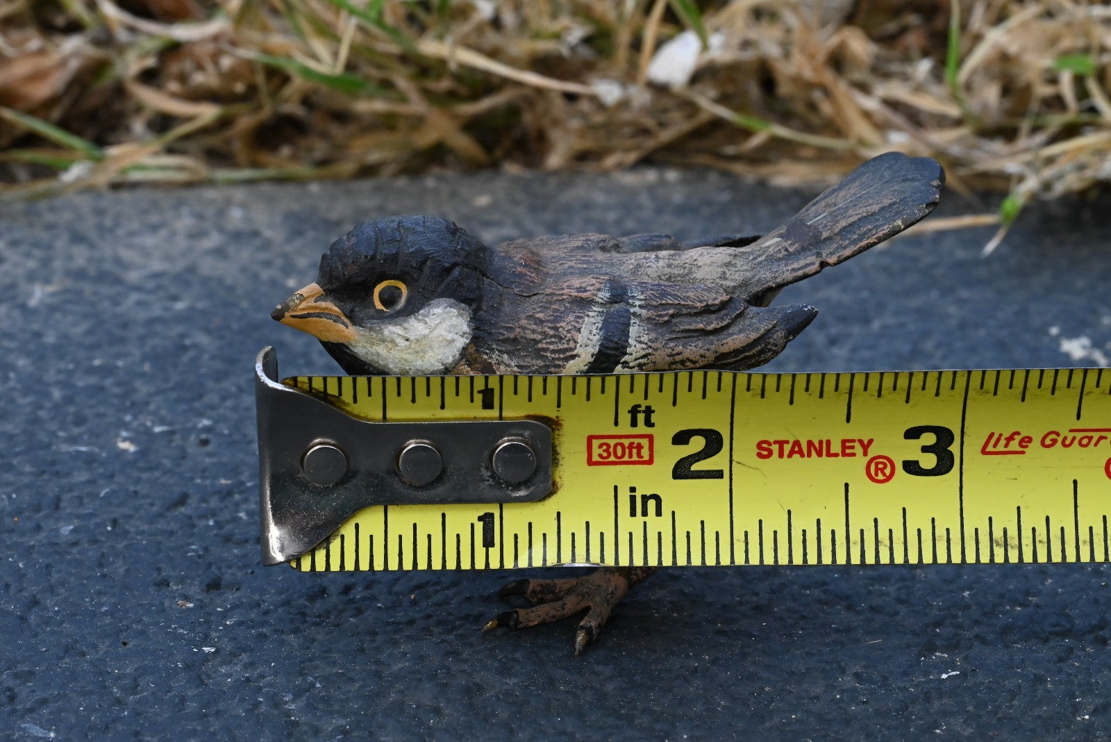 Life - Like Austrian Vienna Cold Painted Bronze Bird Figure of a Cape Sparrow8