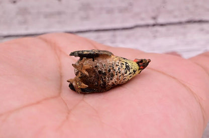 Antique Austrian Vienna Cold Painted Bronze Figure of Cute Small Chicken5