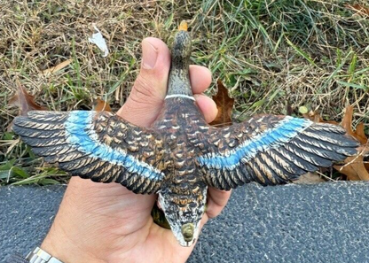 Antique Austrian Vienna Cold Painted Bronze Figure of Flying Mallard Duck3
