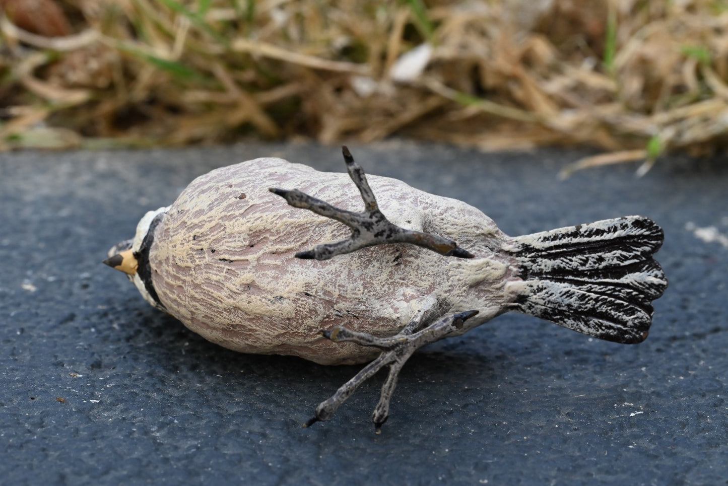 Gorgeous Austrian Vienna Cold Painted Bronze Figure of Black-crested Titmouse6
