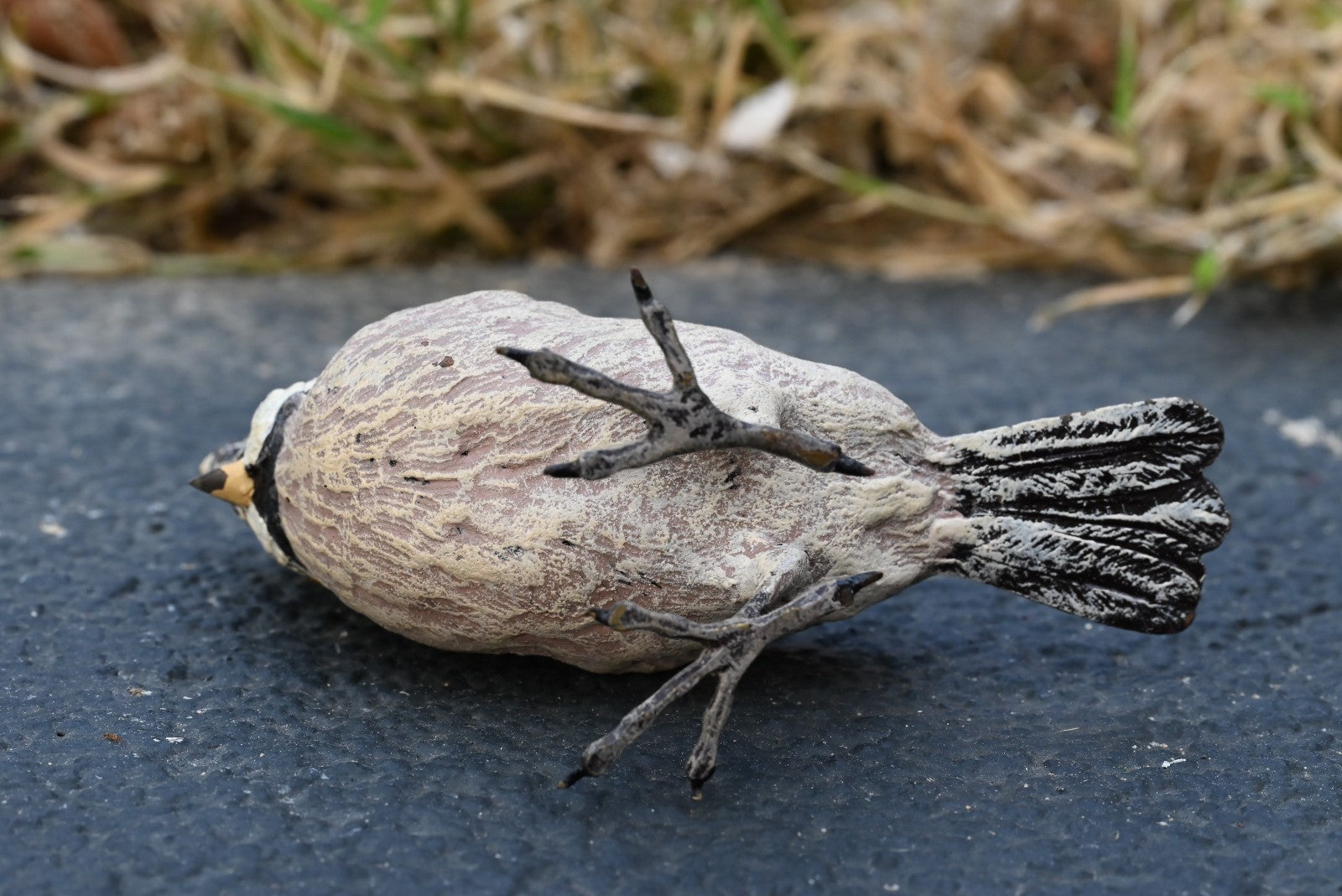 Gorgeous Austrian Vienna Cold Painted Bronze Figure of Black-crested Titmouse6