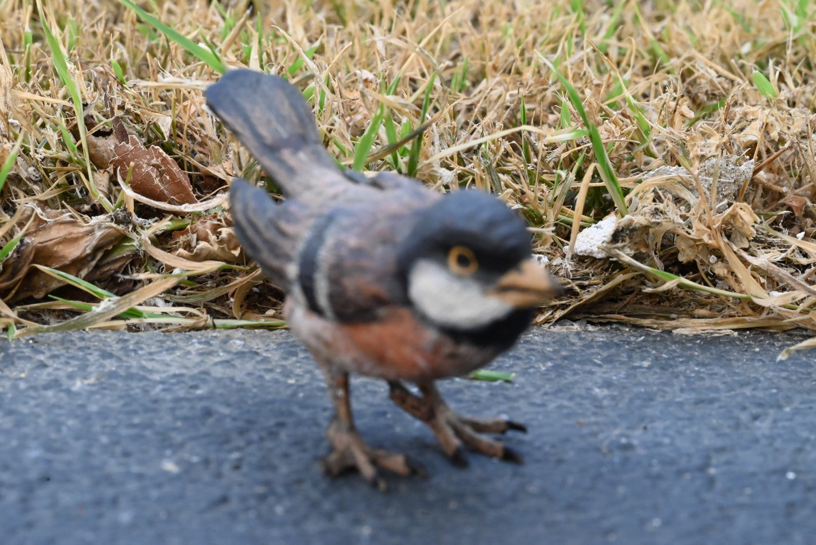 Life - Like Austrian Vienna Cold Painted Bronze Bird Figure of a Cape Sparrow3