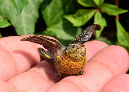 Early Antique 1900s Austrian Vienna Cold Painted Bronze of Colorful Flying Bird 7