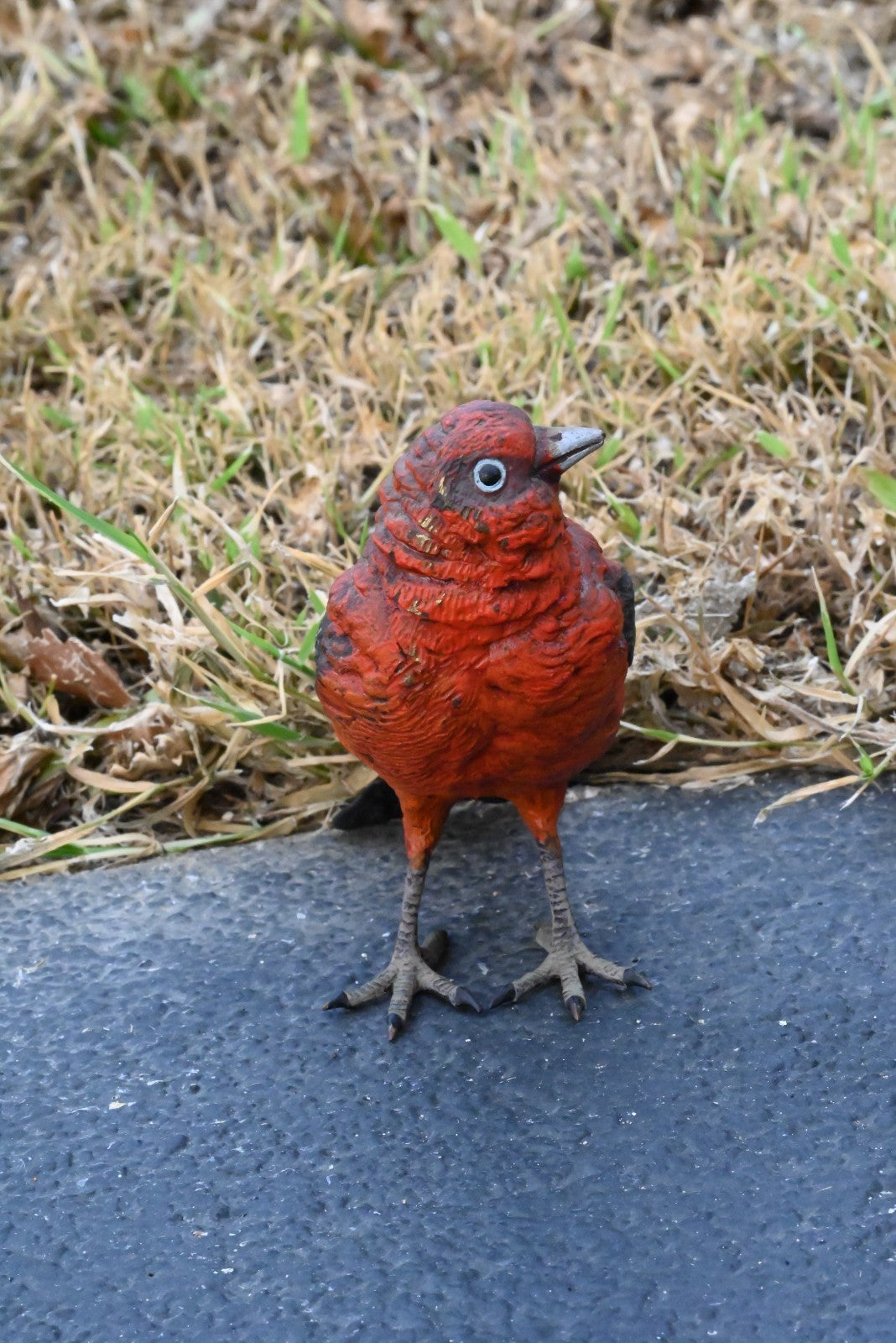 Austrian Vienna Cold Painted Bronze Figure of Pine Grosbeak or Red-Crested Finch4