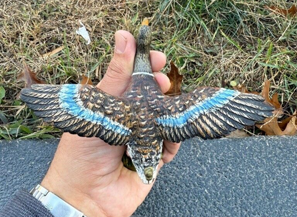 Antique Austrian Vienna Cold Painted Bronze Figure of Flying Mallard Duck2