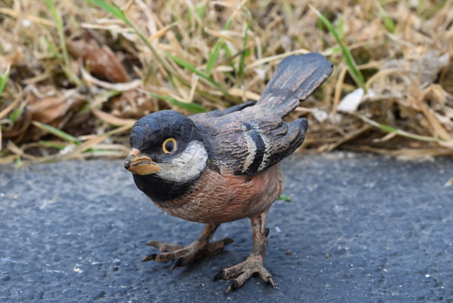 Life - Like Austrian Vienna Cold Painted Bronze Bird Figure of a Cape Sparrow6
