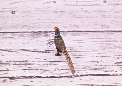 1900s Antique Austrian Vienna Cold Painted Bronze Figure of Tiny Pheasant1
