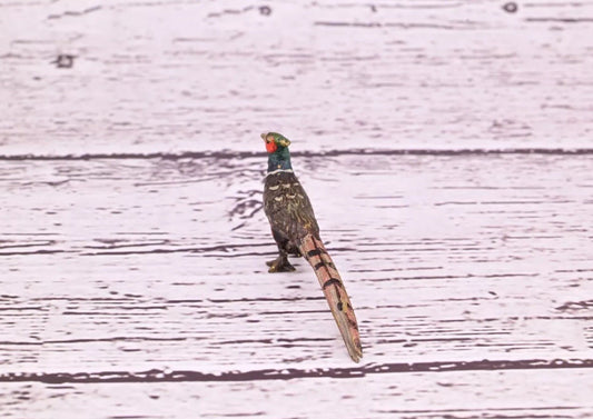 1900s Antique Austrian Vienna Cold Painted Bronze Figure of Tiny Pheasant1