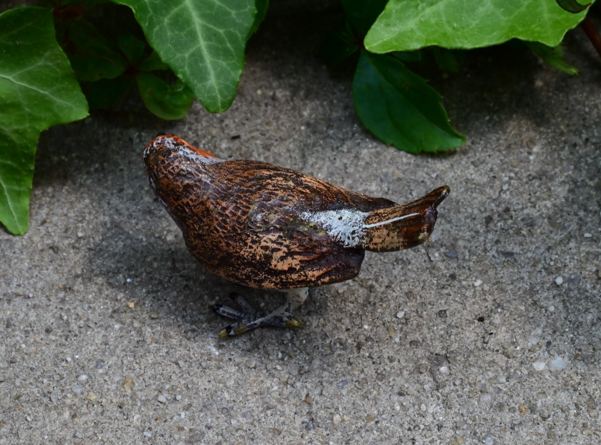 Gorgeous Austrian Vienna Cold Painted Bronze Bird Figure of European Robin3