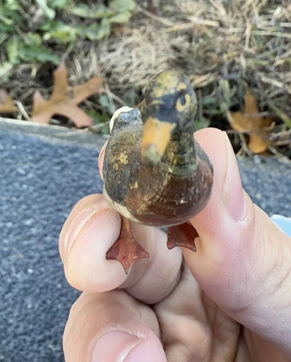 Amazing Antique Austrian Vienna Cold Painted Bronze Figure of Duck3