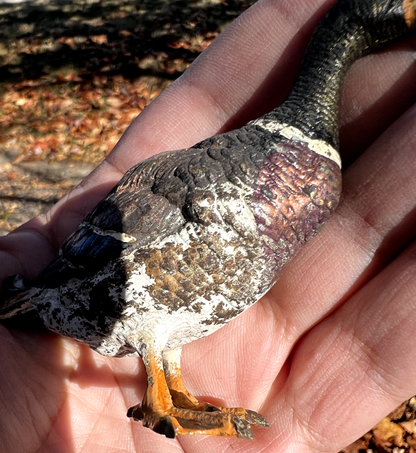 Amazing Antique Austrian Vienna Cold Painted Bronze Figure of Mallard Duck10