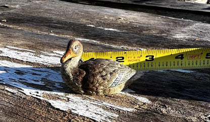 Antique Austrian Vienna Cold Painted Bronze Figure of Sitting Mallard Duck7