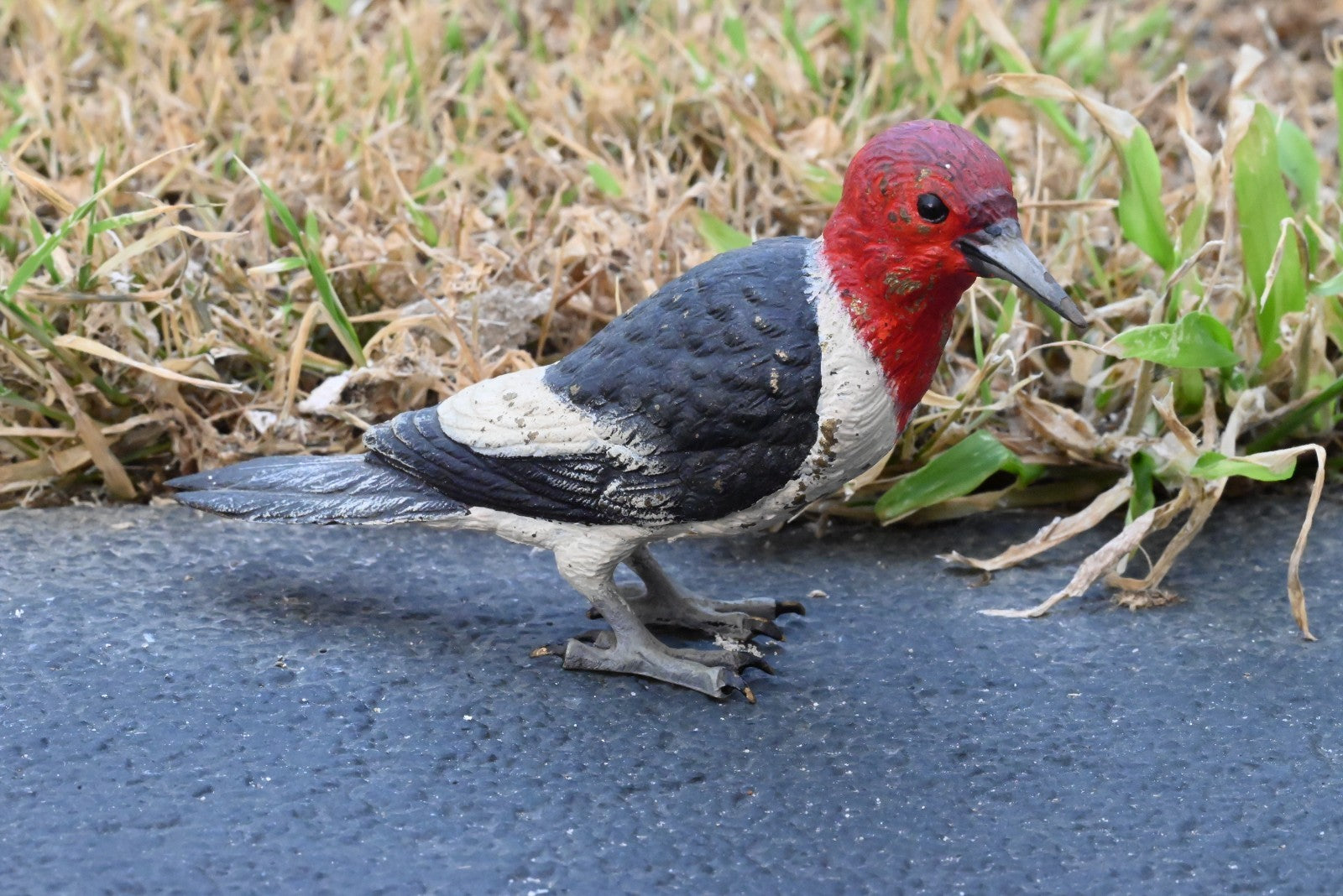Life - Like Austrian Vienna Cold Painted Bronze Figure of Red Headed Woodpecker0