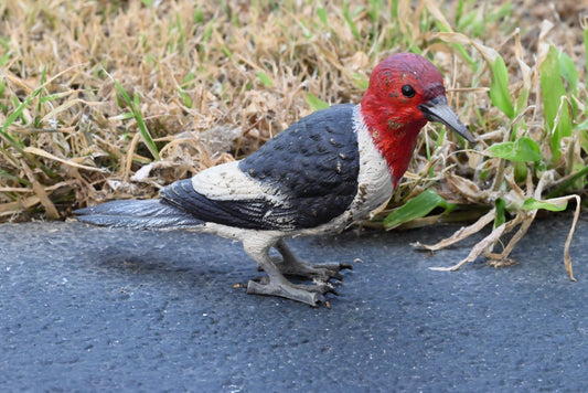 Life - Like Austrian Vienna Cold Painted Bronze Figure of Red Headed Woodpecker0