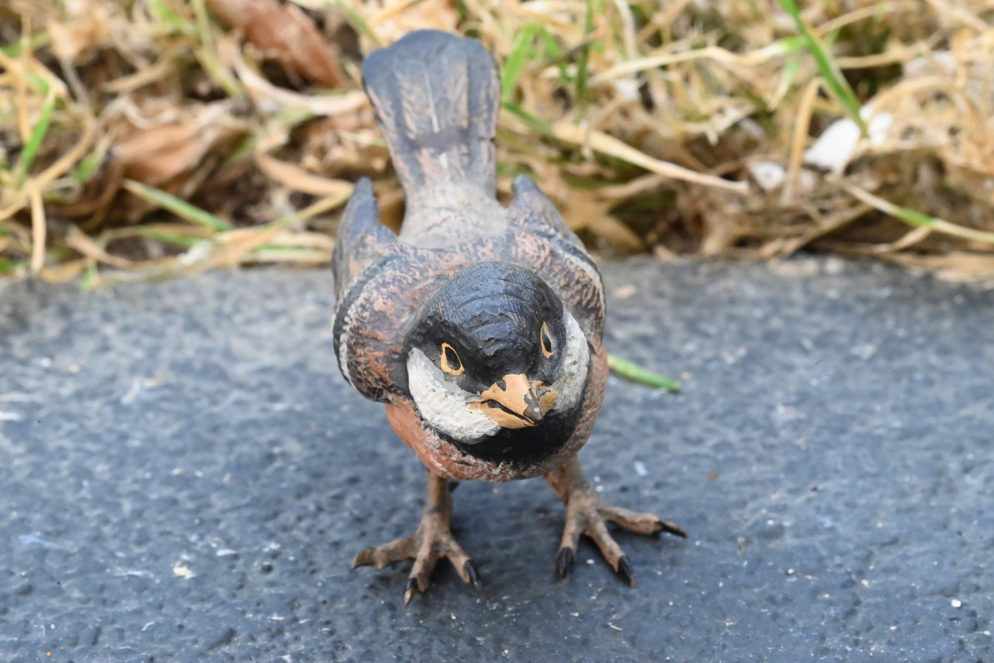 Life - Like Austrian Vienna Cold Painted Bronze Bird Figure of a Cape Sparrow5