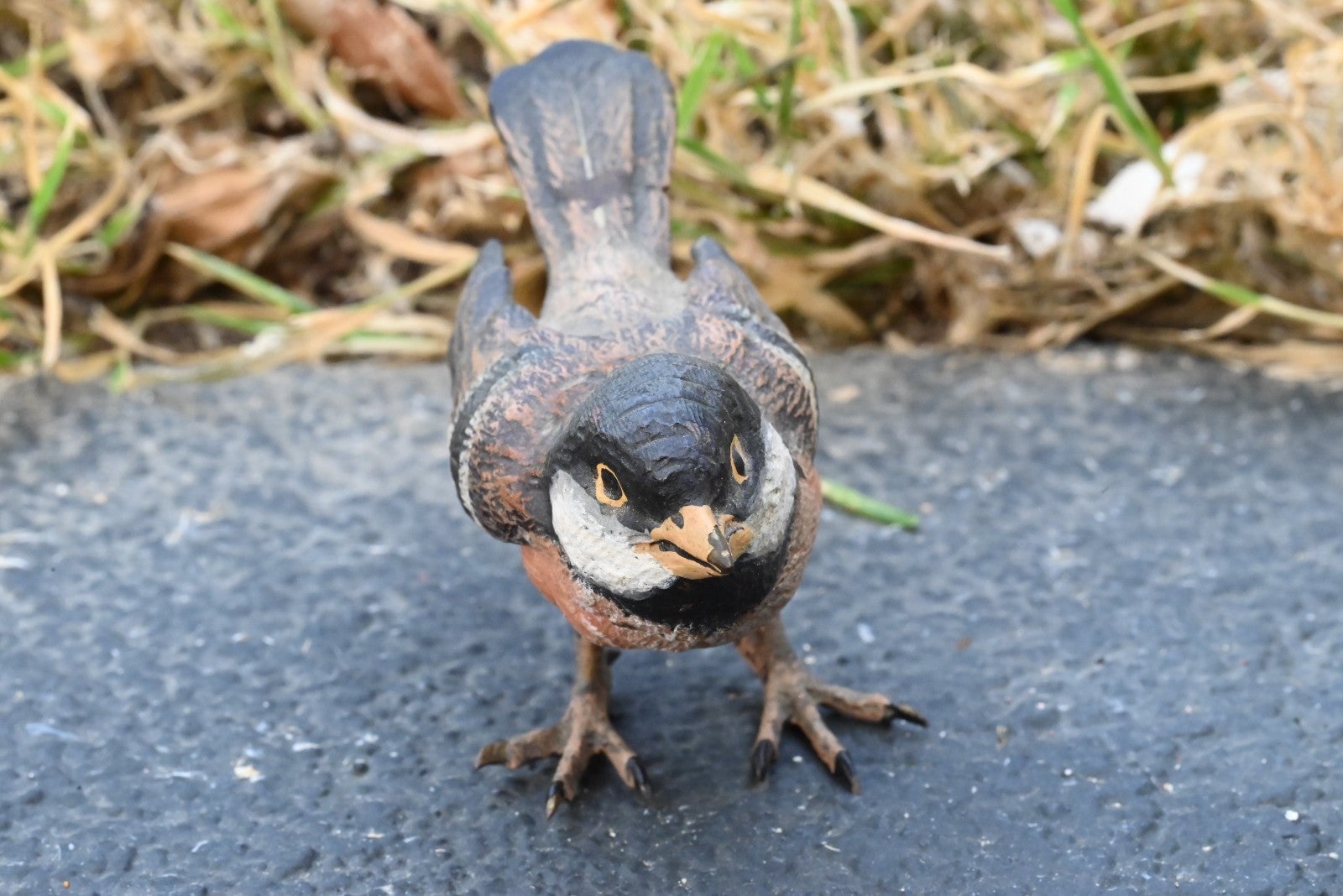 Life - Like Austrian Vienna Cold Painted Bronze Bird Figure of a Cape Sparrow5