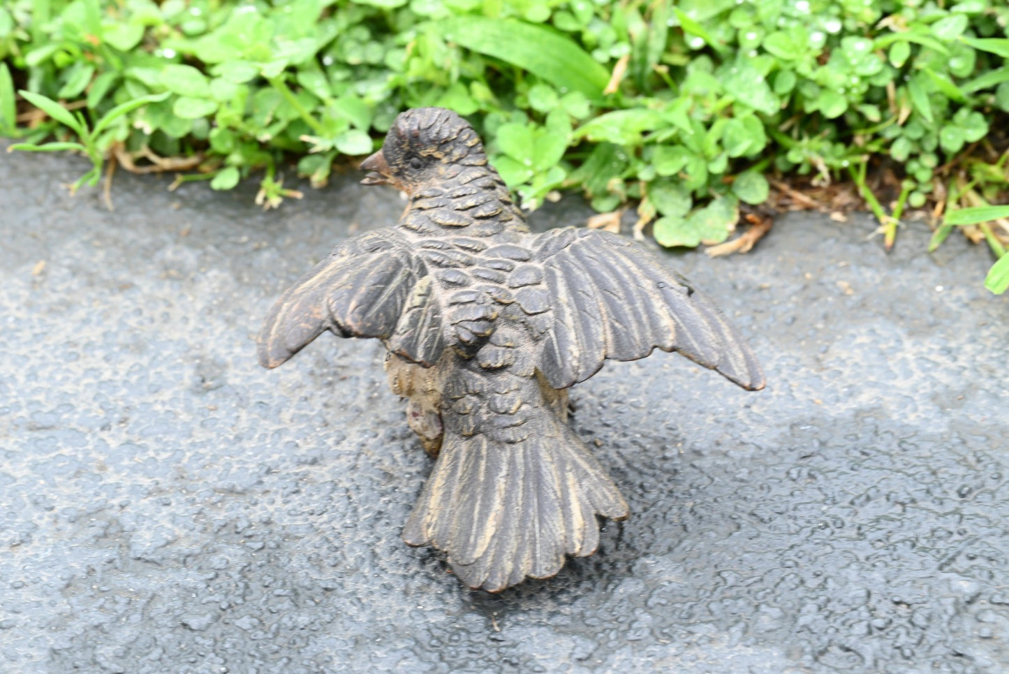 Detailed Antique Austrian Vienna Cold Painted Bronze Figure of Cuckoo Bird7