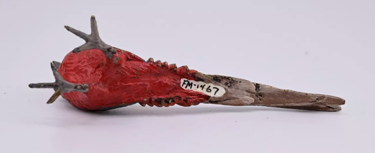 Miniature Antique Austrian Vienna Cold Painted Bronze Figure of Golden Pheasant5