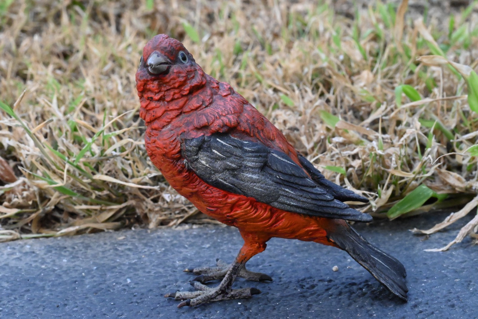 Austrian Vienna Cold Painted Bronze Figure of Pine Grosbeak or Red-Crested Finch0