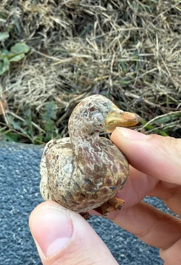 Antique Austrian Vienna Cold Painted Bronze Figure of Miniature Duck0