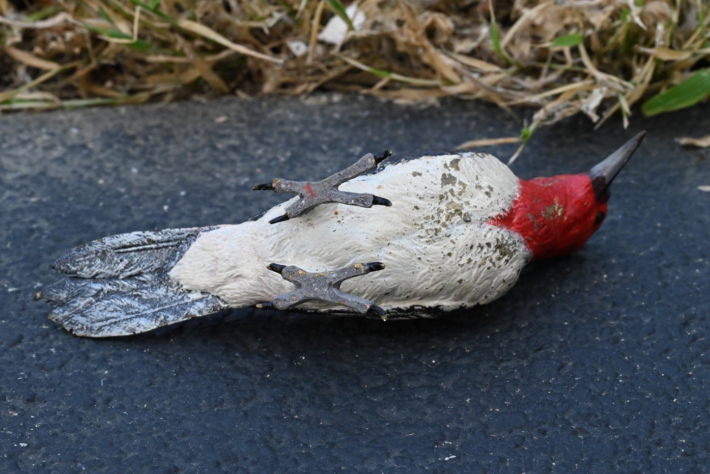 Life - Like Austrian Vienna Cold Painted Bronze Figure of Red Headed Woodpecker6