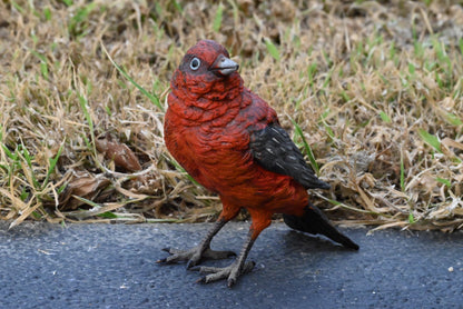 Austrian Vienna Cold Painted Bronze Figure of Pine Grosbeak or Red-Crested Finch5