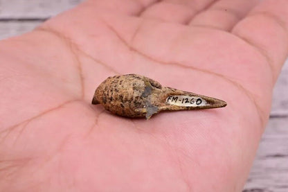Amazing Antique Austrian Vienna Cold Painted Bronze Figure of Tiny Pheasant6