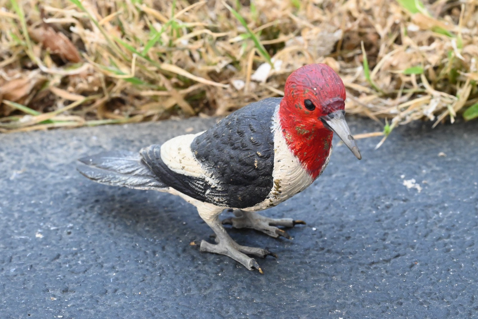 Life - Like Austrian Vienna Cold Painted Bronze Figure of Red Headed Woodpecker5