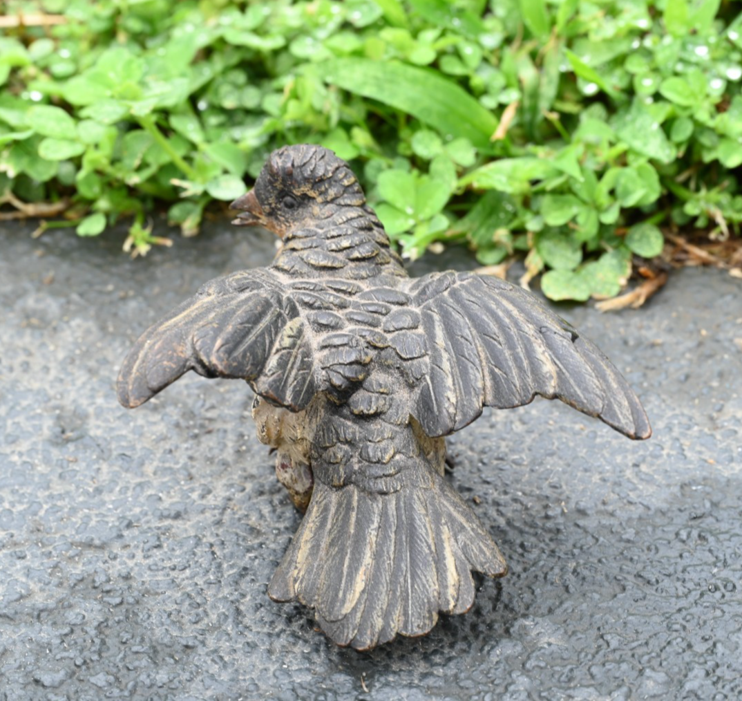 Detailed Antique Austrian Vienna Cold Painted Bronze Figure of Cuckoo Bird8