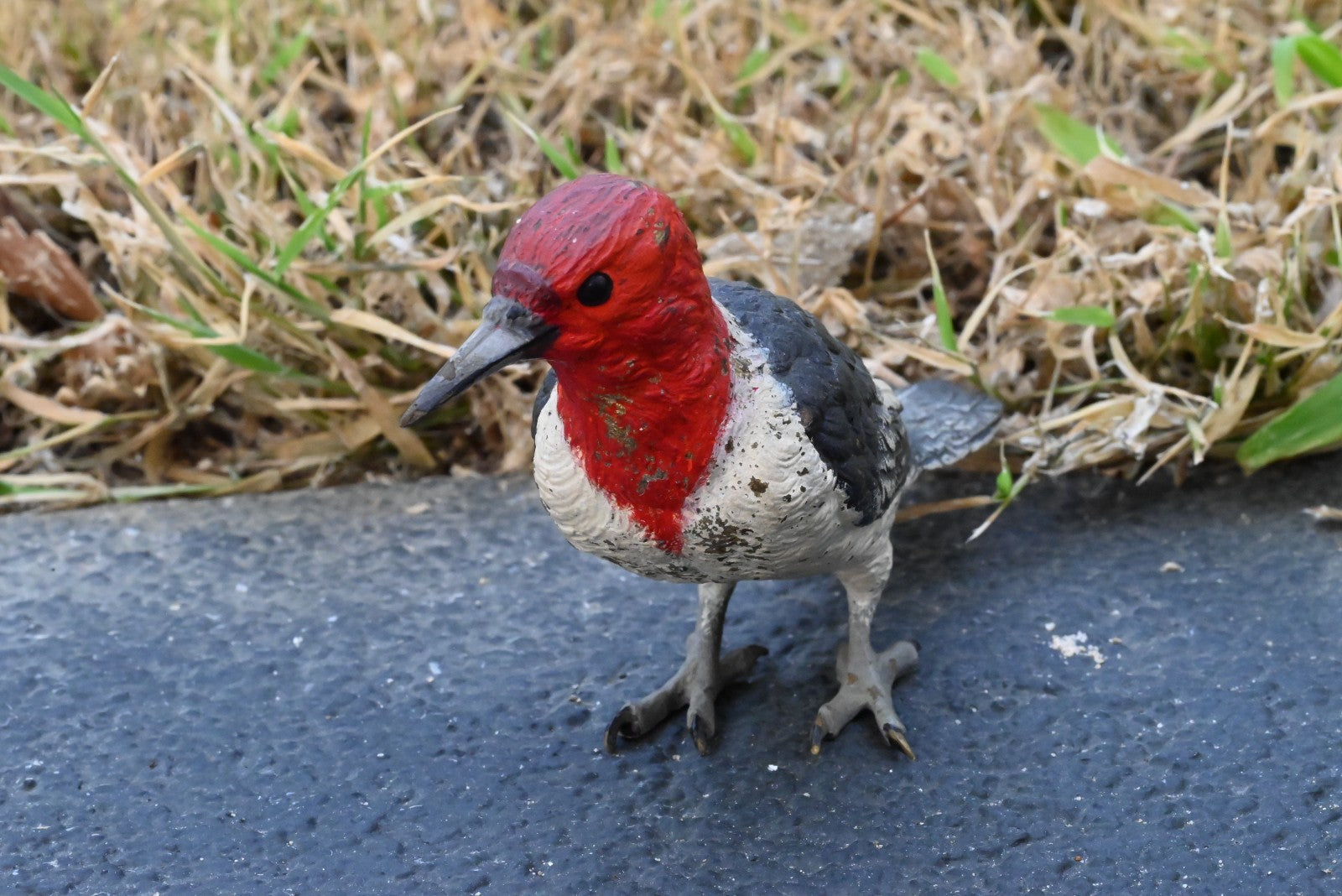 Life - Like Austrian Vienna Cold Painted Bronze Figure of Red Headed Woodpecker1