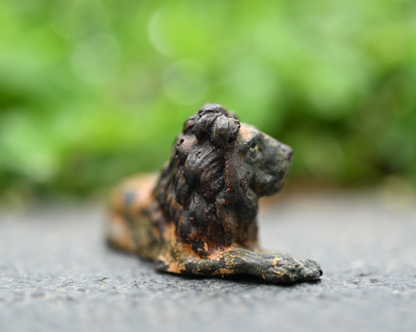 Antique Austrian Vienna Cold Painted Bronze Figure of Lion4