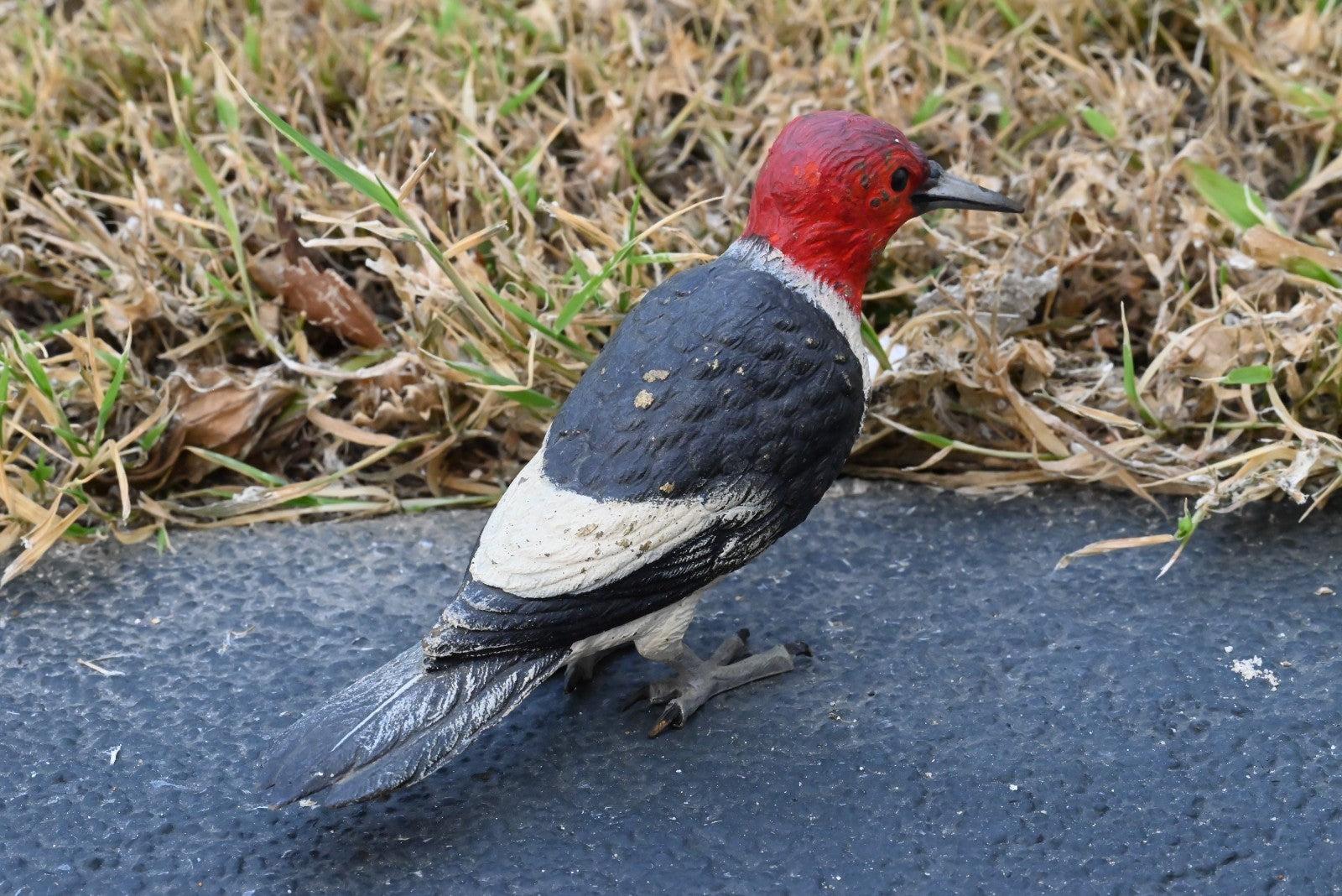 Life - Like Austrian Vienna Cold Painted Bronze Figure of Red Headed Woodpecker4