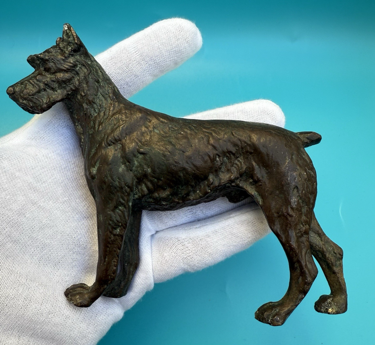 Antique 1900s Austrian Vienna Cold Painted Bronze Figure of Giant Schnauzer0